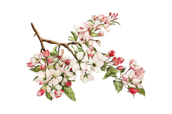 Aquarelle de Fleur de Pommier