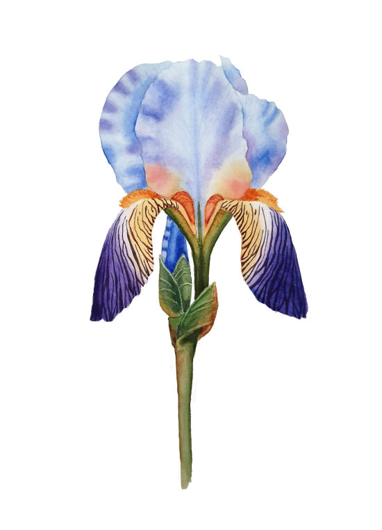 Aquarelle d'Iris